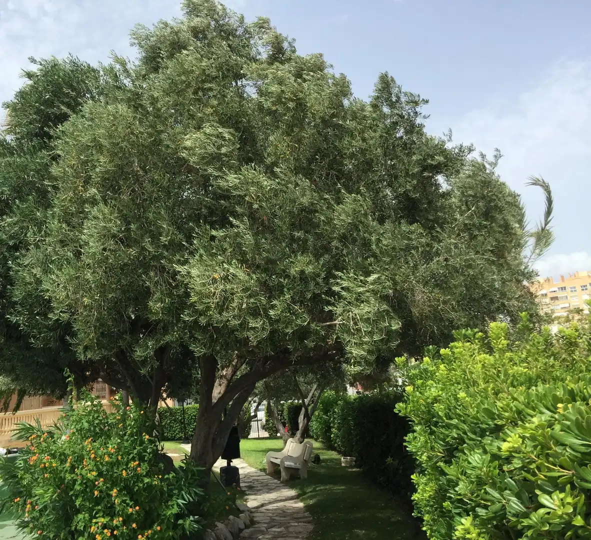 Garden of Flat for sale in El Campello  with Private garden, Terrace and Balcony