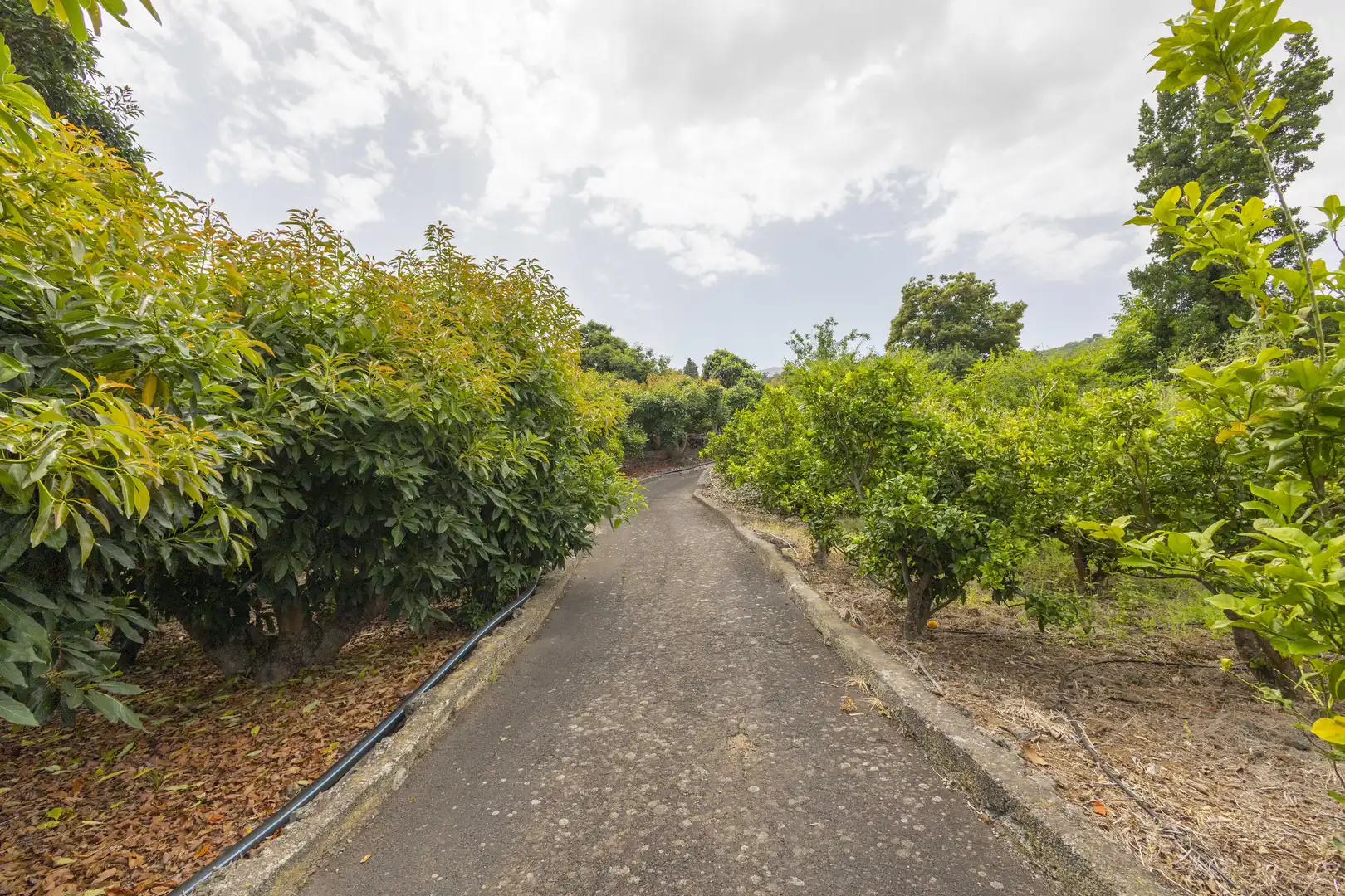 Houses for sale in La Orotava  with Private garden, Terrace and Storage room