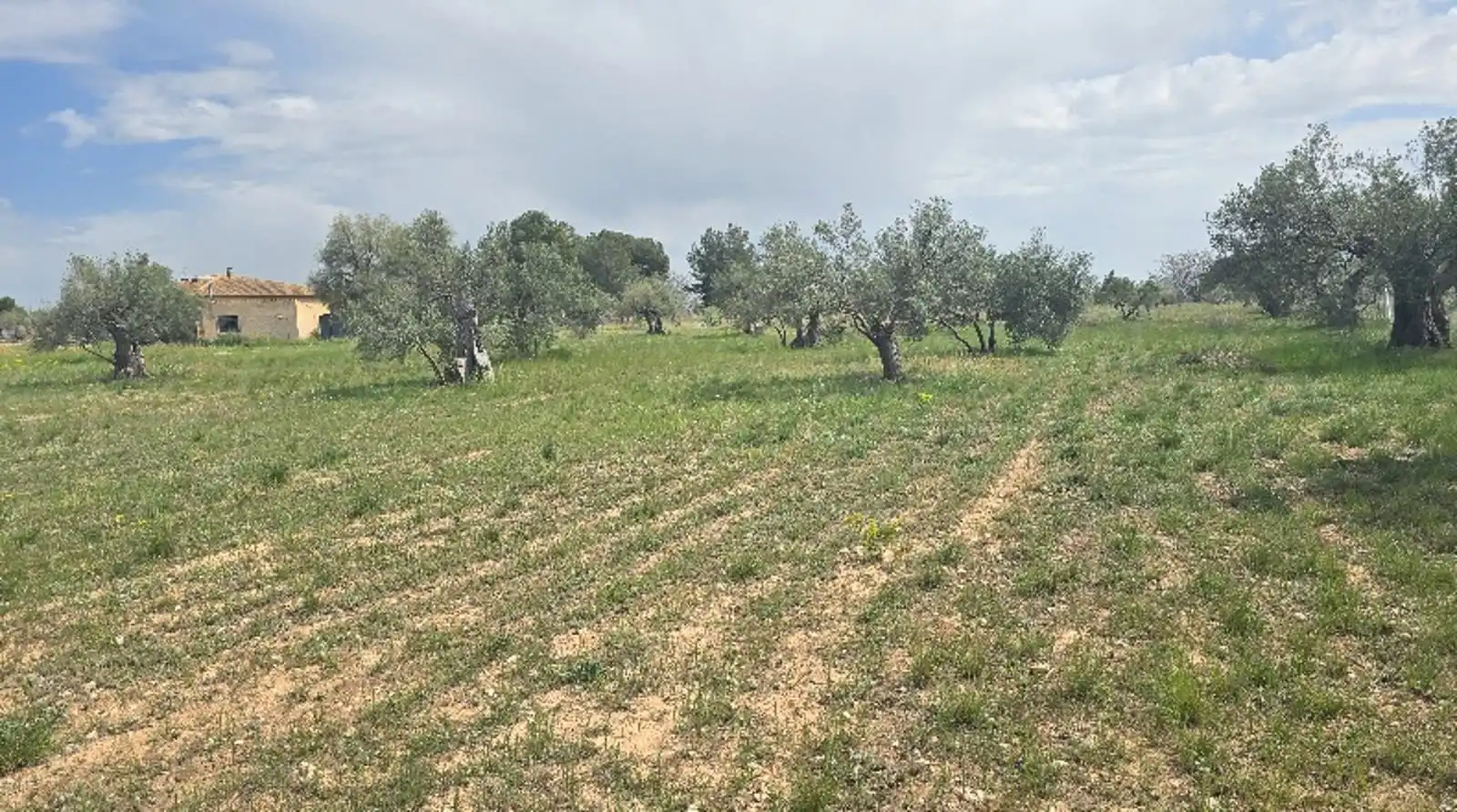 Terreny rústic en venda a Cam dels Pous