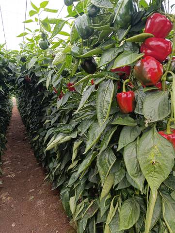 Terreno en Venta en Paraje la Cumbre, 35 en Almerimar