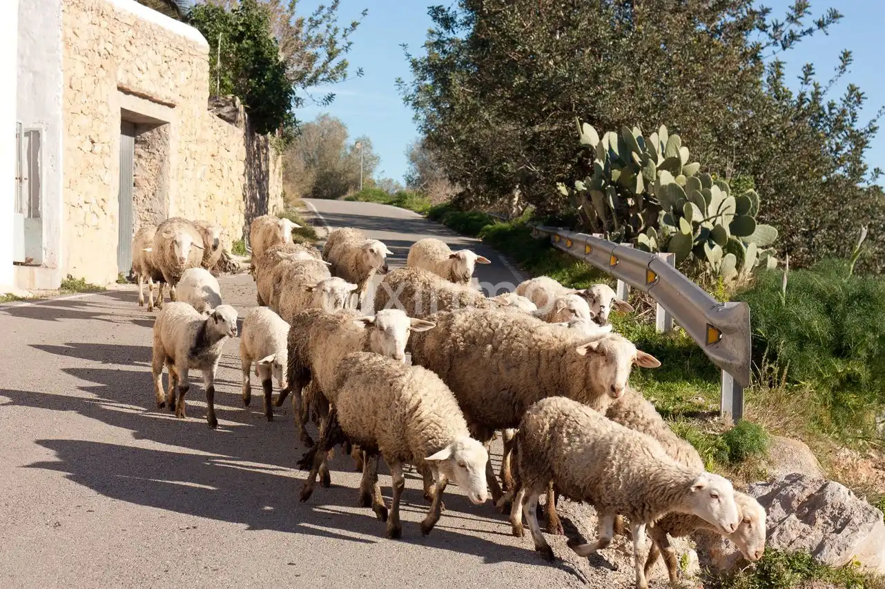 Xalet en venda a Sant Antoni de Portmany, imagen 42