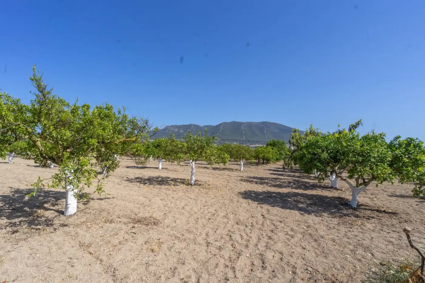 Rural land for sale in Centro, imagen 2