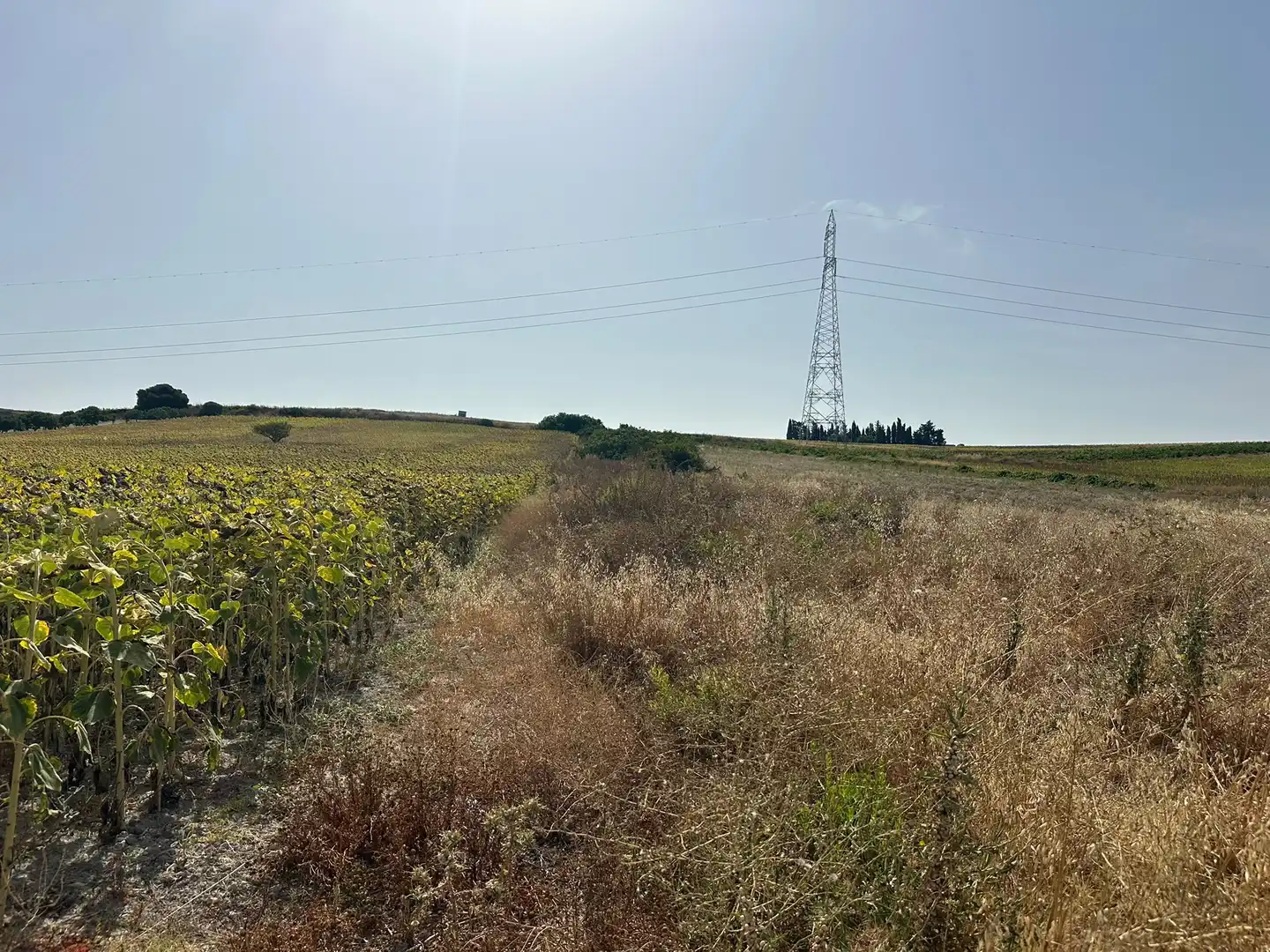 Rural land for sale in Los Franceses – La Vega, imagen 3