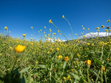 Wohnbaugrundstück zum Verkauf in Pico del Viento