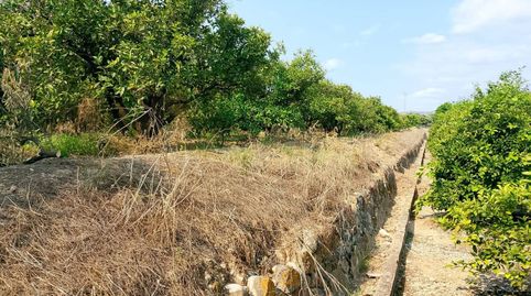 Terreno rústico de 2.525 m en Beniarjó, económico e ideal como huerto personal, immagine 4
