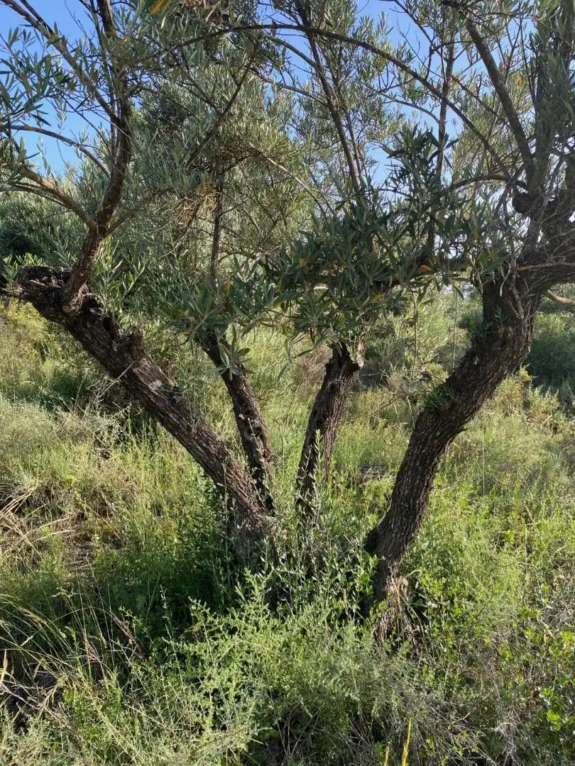 Garten von Grundstücke zur Miete in Loranca de Tajuña