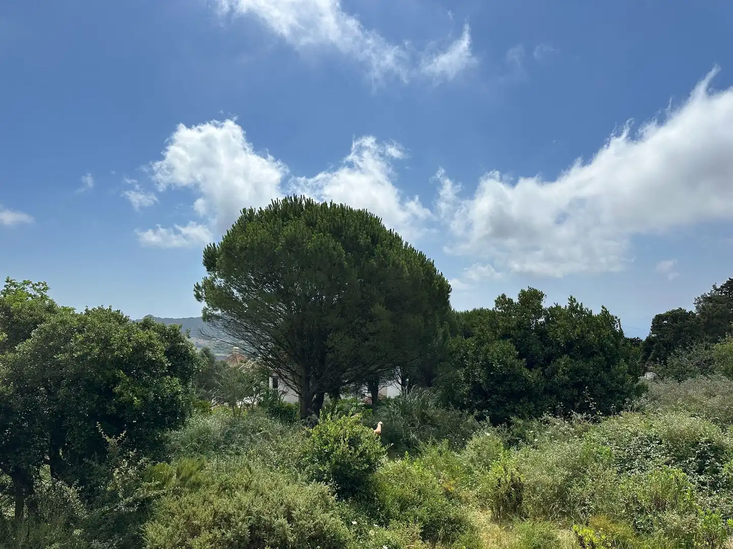 Terrenys i solars en venda a El Cuartón - El Bujeo, imagen 6