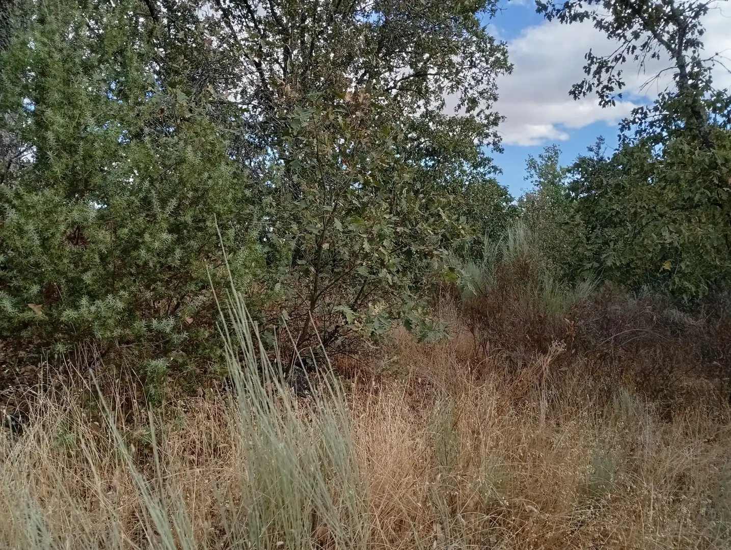 Terreni e lotti in vendita a Villanueva de la Vera, imagen 42