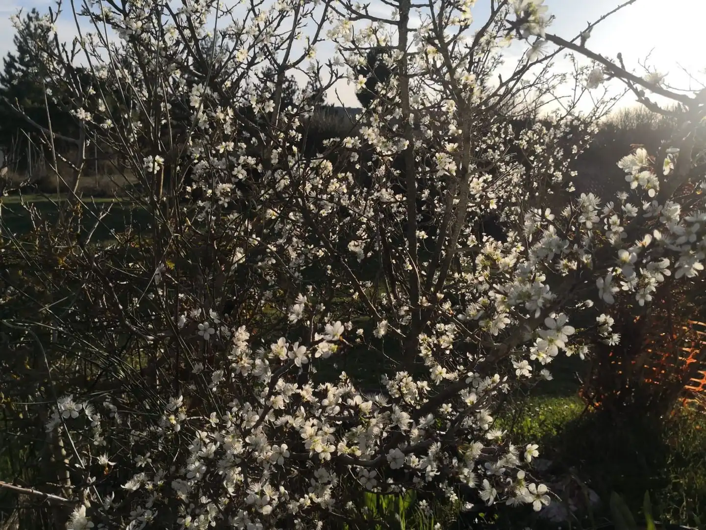 Jardí de Finca rústica en venda en Modúbar de la Emparedada amb Jardí privat i Terrassa