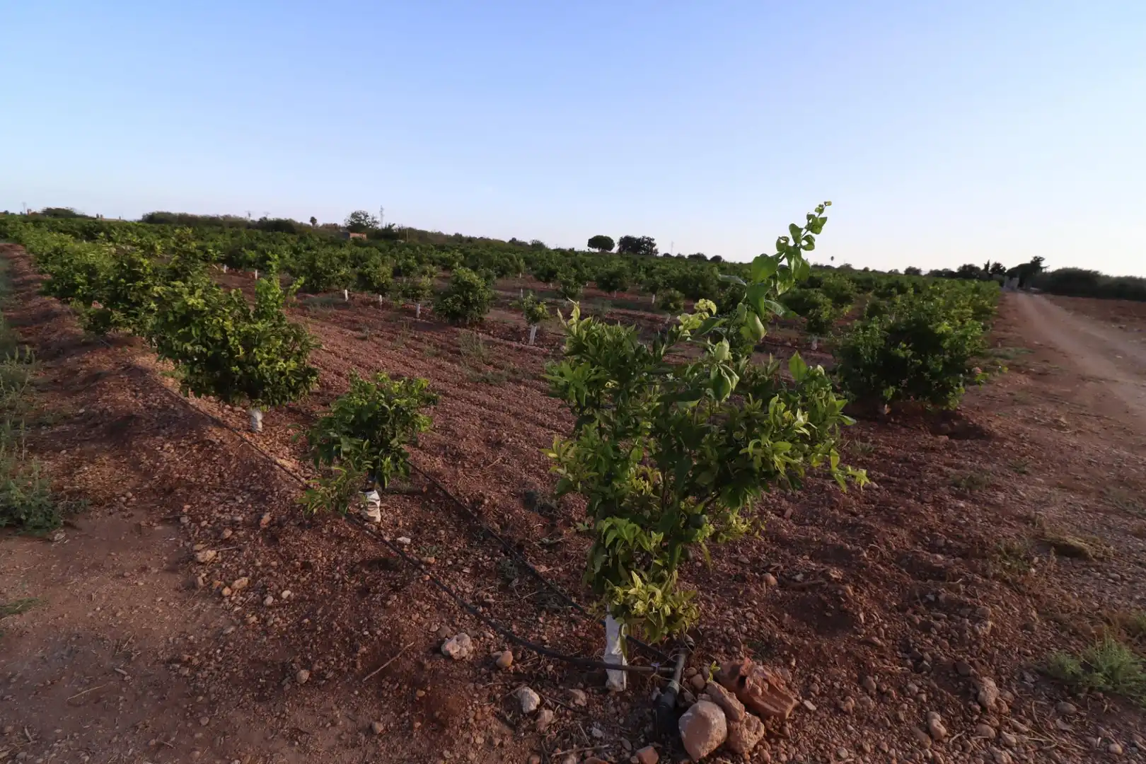 Terreny en venda en Vinaròs