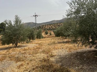 Terreno rustico in vendita a Priego de Córdoba