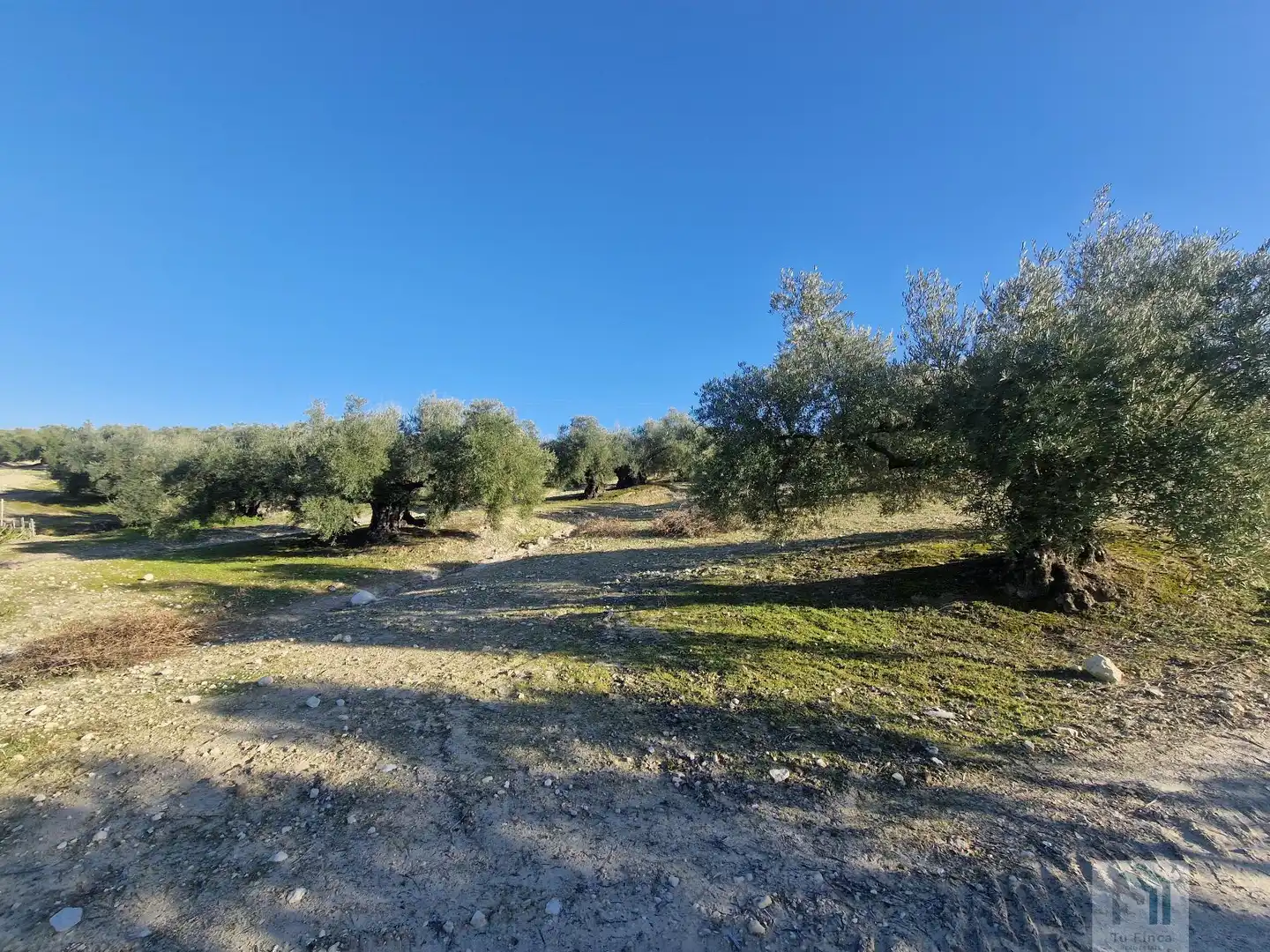 Finca rústica en venda a Montilla