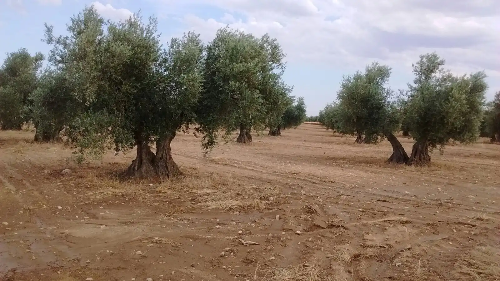 Terreni e lotti in vendita a Villaminaya