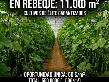 Terreno rustico in vendita a Calle Rebeque 20