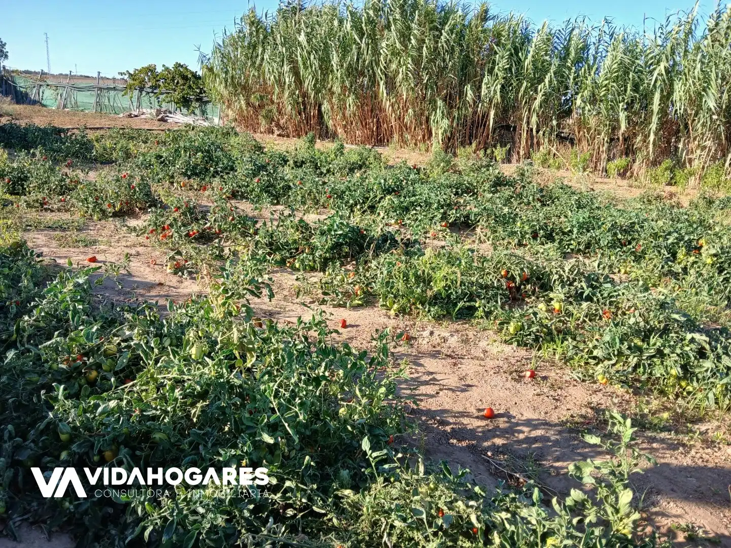 Finca rústica en venda en Rota