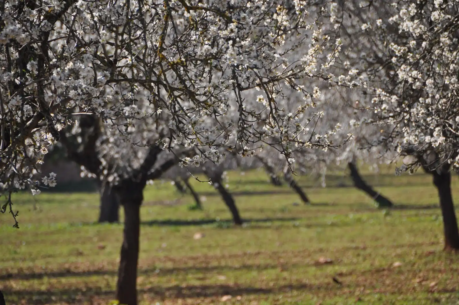 Jardín de Finca rústica en venta en Binissalem con Aire acondicionado, Calefacción y Jardín privado