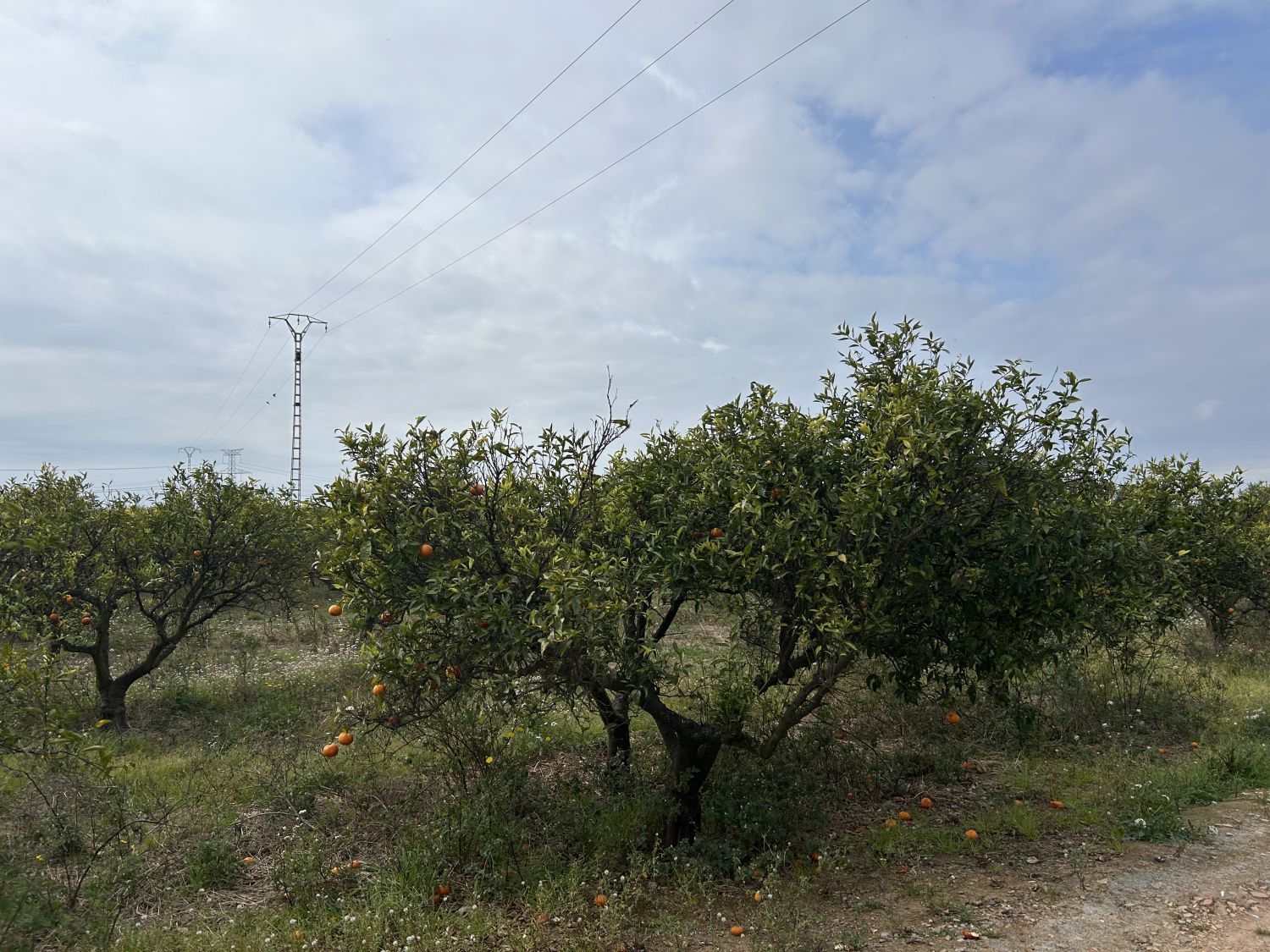 Finca rústica en venda a vinamargo, Rafalafena, Este