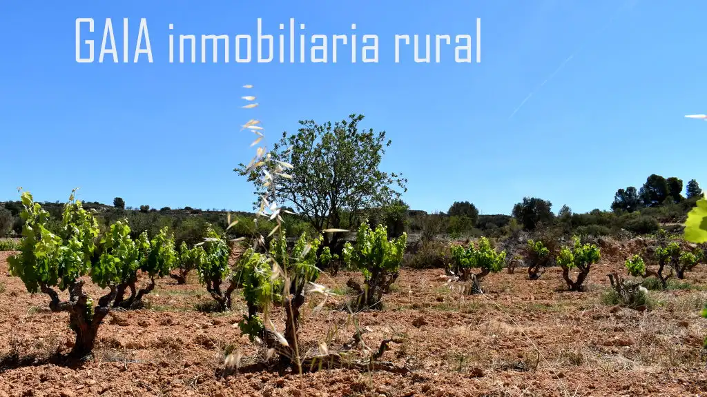 Terreni e lotti in vendita a Maella, imagen 4