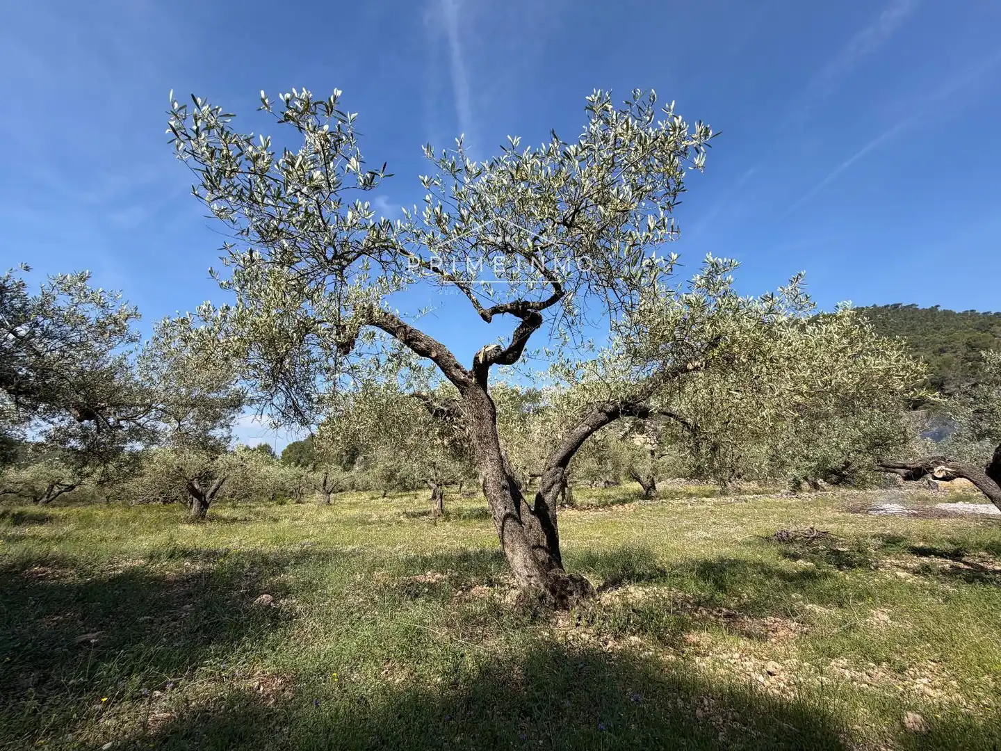 Terreno rústico en venta en L'Ametlla de Mar pueblo, imagen 6