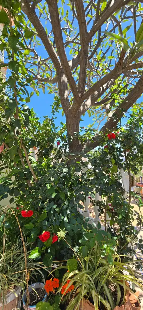 Jardí de Casa adosada en venda en Málaga amb Aire condicionat, Calefacció i Jardí privat
