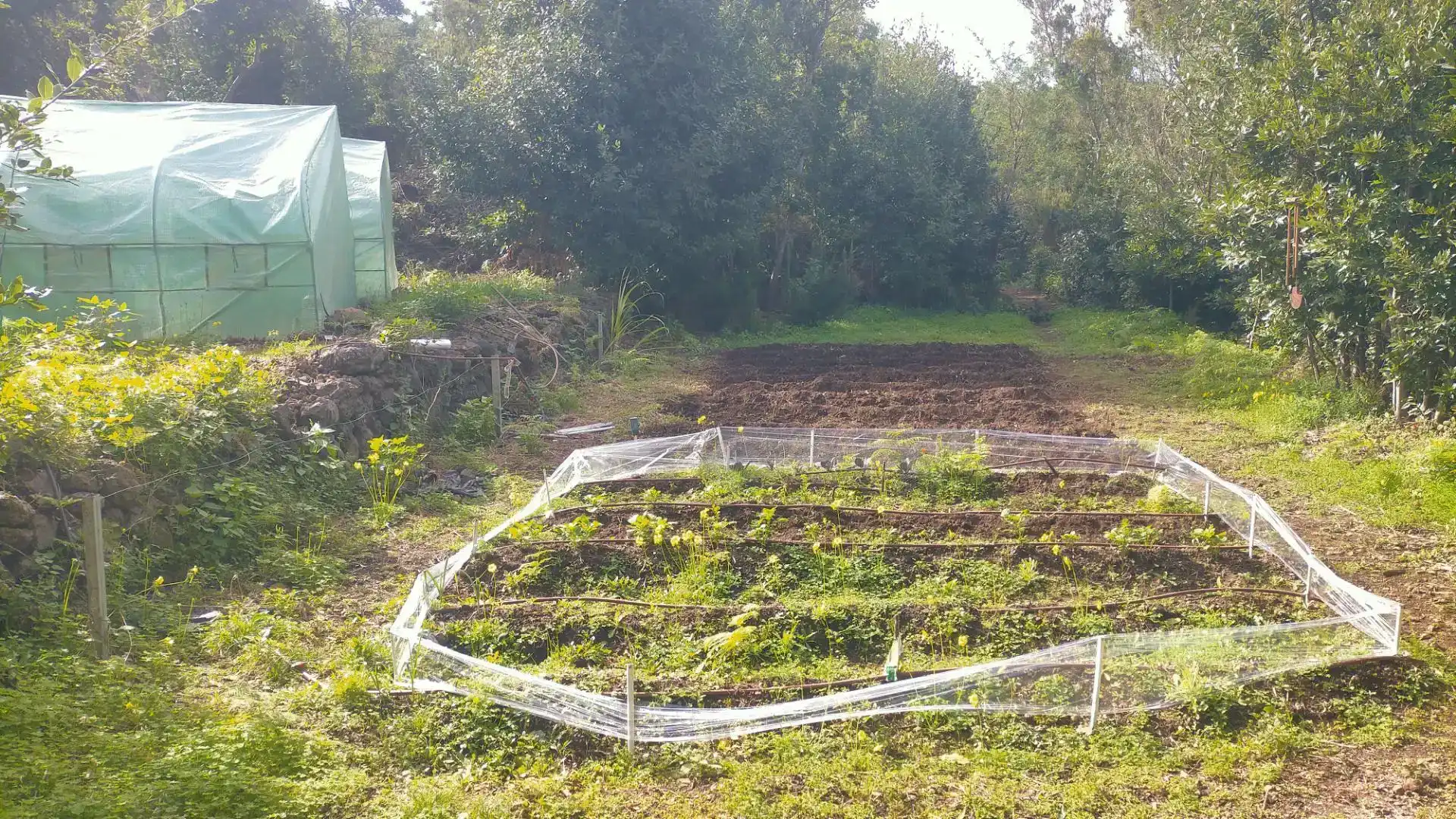 Jardí de Finca rústica en venda en El Tanque, Santa Cruz de Tenerife