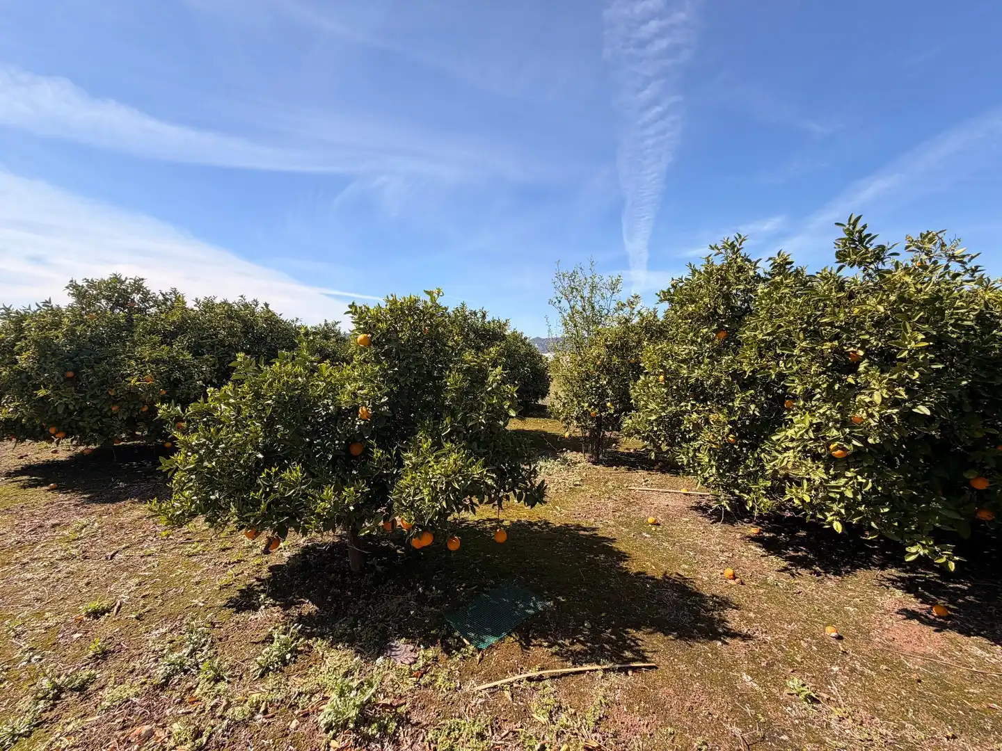 Rural land for sale in Almenara, imagen 28