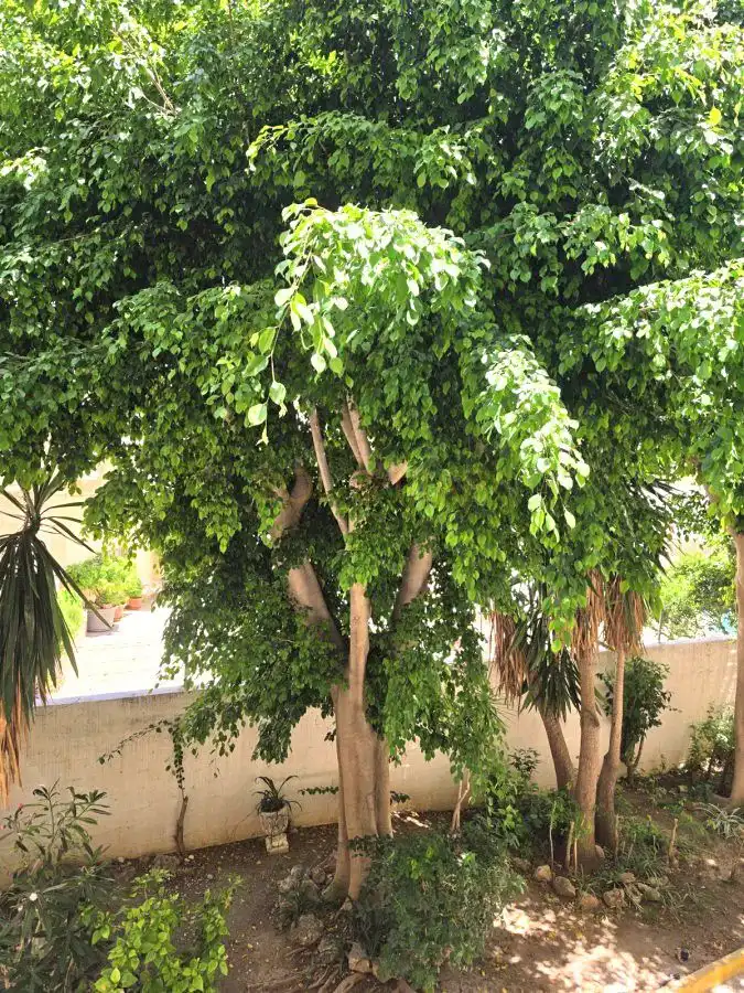Jardín de Estudio en venta en Torremolinos con Aire acondicionado, Calefacción y Amueblado