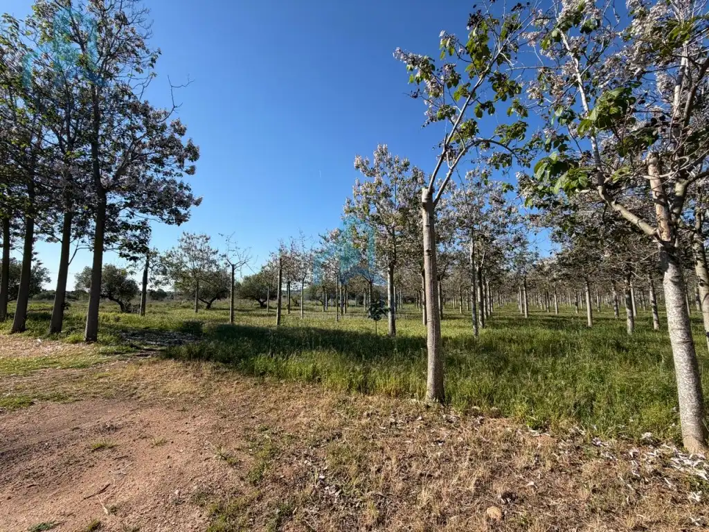 Casa o chalet en venta en Constantí