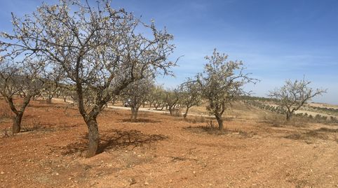 Finca de almendros en padul - zona de cerro hacho, immagine 3