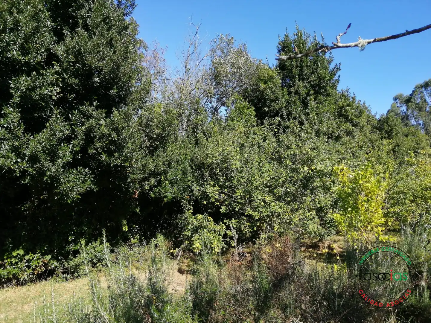 Terreno rustico in vendita a Lugar el Fonduxu, imagen 10