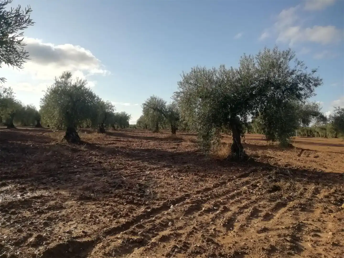 Terreno en venta en Arroyomolinos (Cáceres)