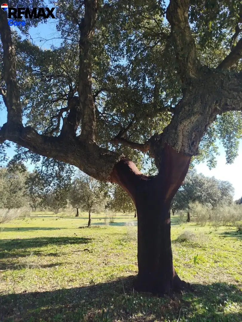 Lands and plots for sale in La Codosera, imagen 3