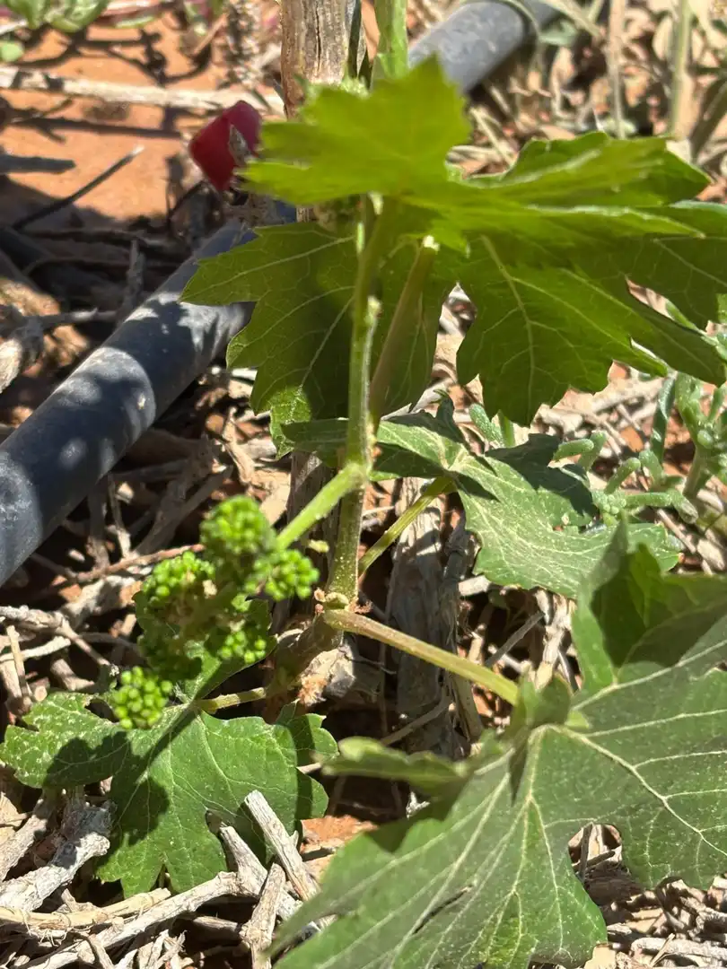 Jardín de Residencial en venta en La Oliva