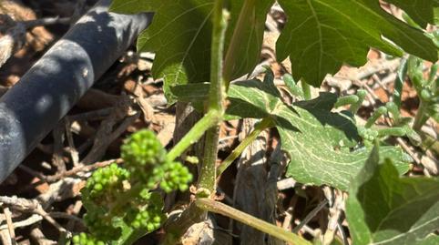 Photo 5 of Residential for sale in  Polígono 6 Parcela 295 Rosa Vieja. la Oliva (las , 6, La Oliva pueblo, Las Palmas