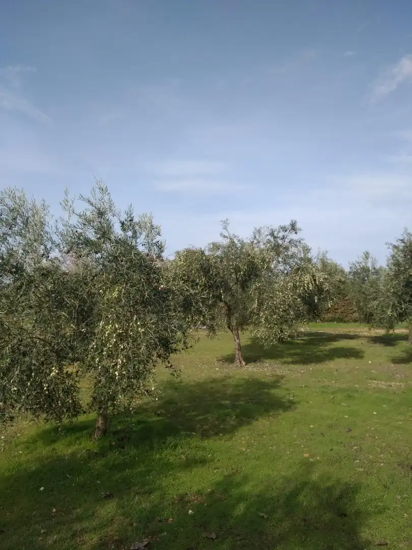 Jardí de Casa o xalet en venda en Villamayor de Calatrava amb Jardí privat, Traster i Piscina