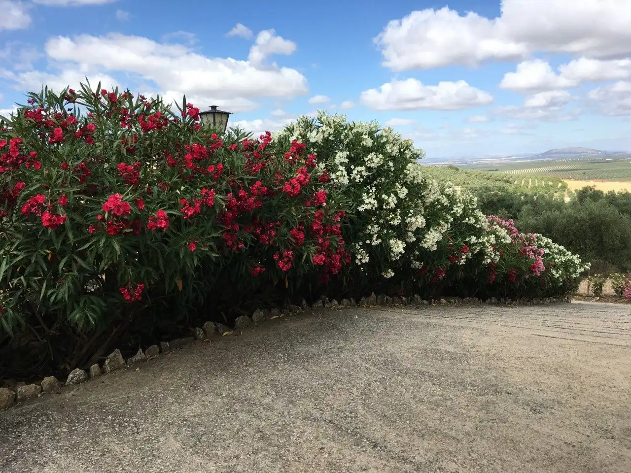 Garden of Country homes for sale in Archidona  with Terrace, Storage room and Furnished