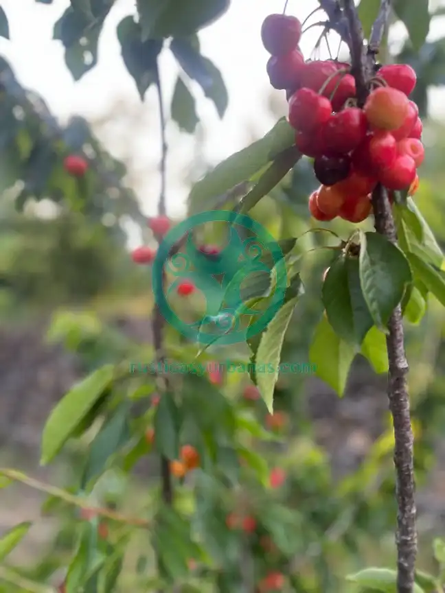 Terreni e lotti in vendita a Garganta la Olla, imagen 4