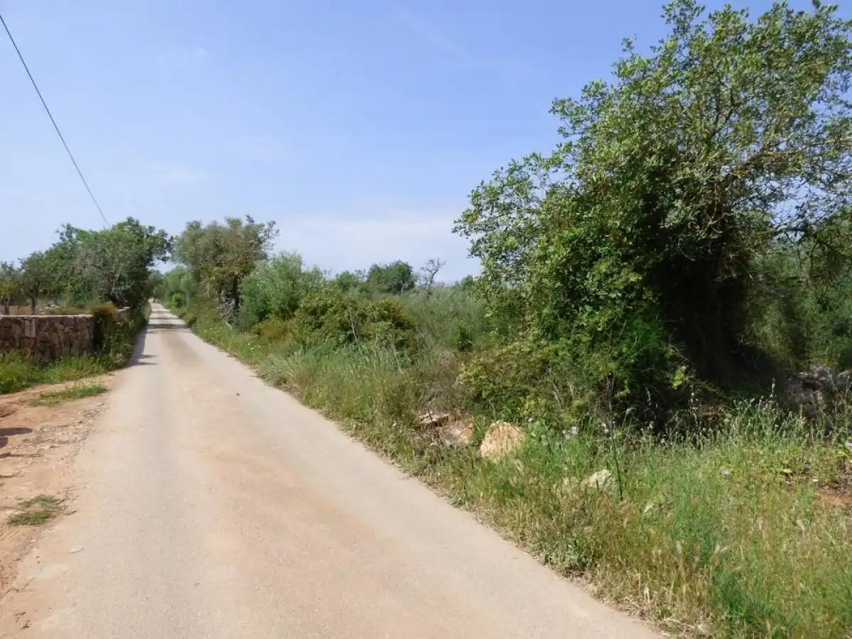 Terreno rustico in vendita a Llucmajor pueblo, imagen 2