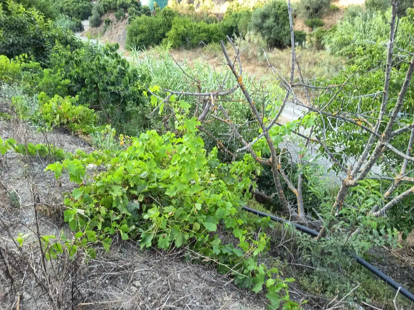 Terrenys i solars en venda a Canillas de Aceituno, imagen 20