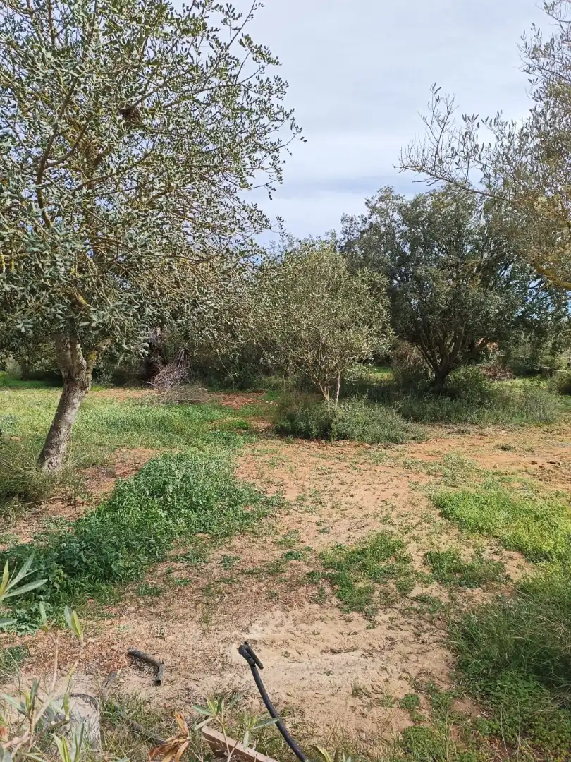 Villa à vendre à Manacor Centre, imagen 10