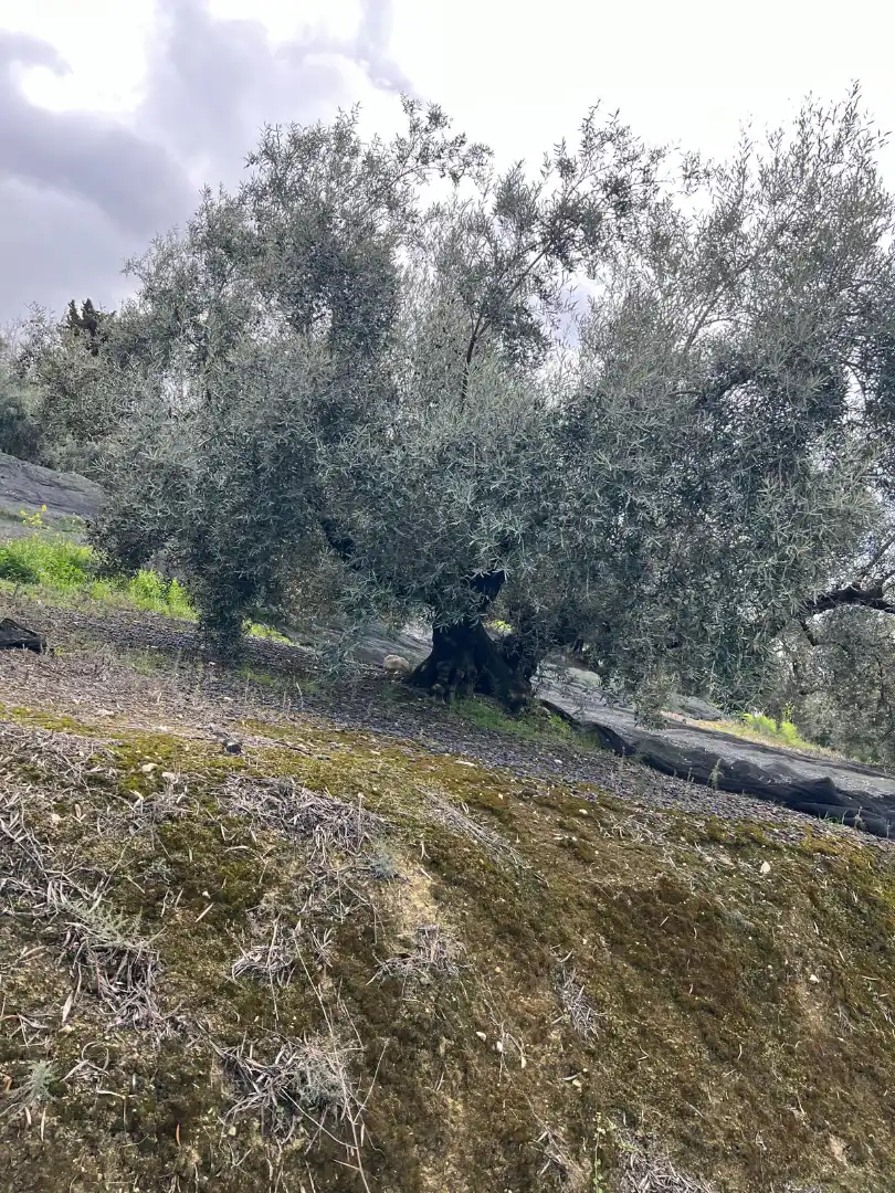 Terreno rustico in vendita a Cabra, imagen 22
