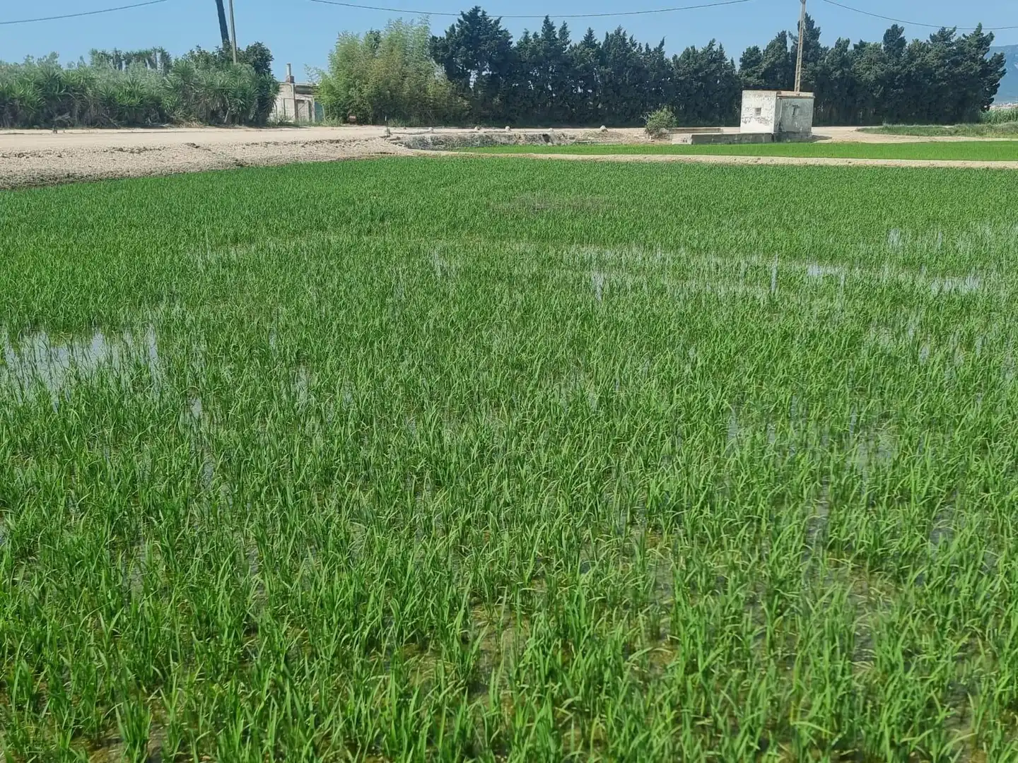 Land for sale in La Ràpita