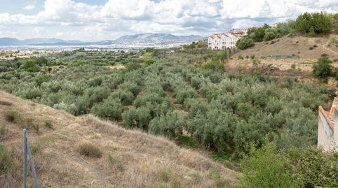 Venta de finca rústica de 77 olivos en Otura Granada