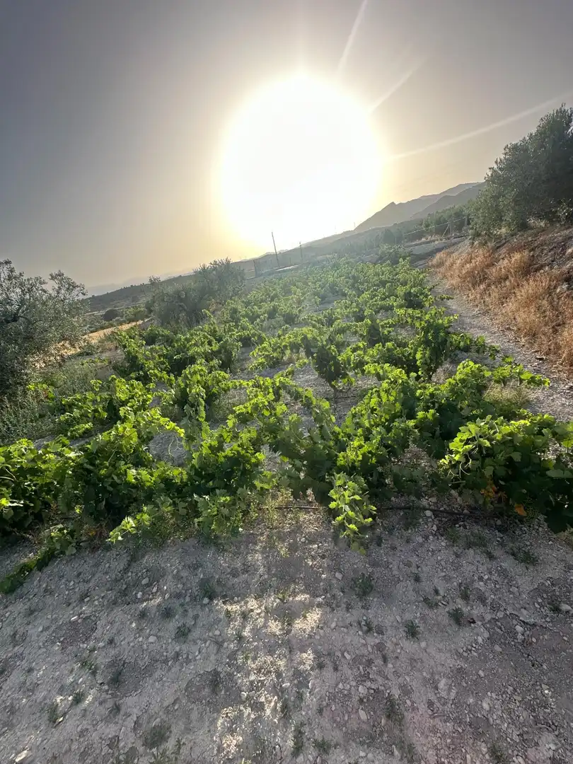 Finca rústica en venta en Somontín
