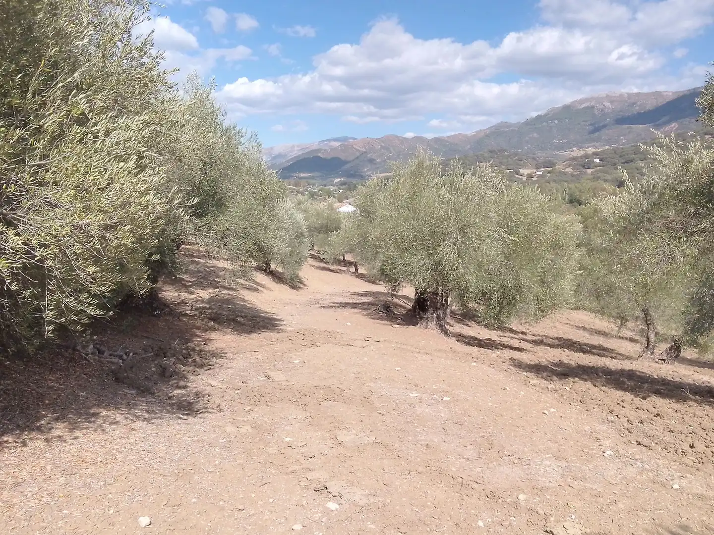 Terrain rustique à vendre à Cortes de la Frontera, imagen 41