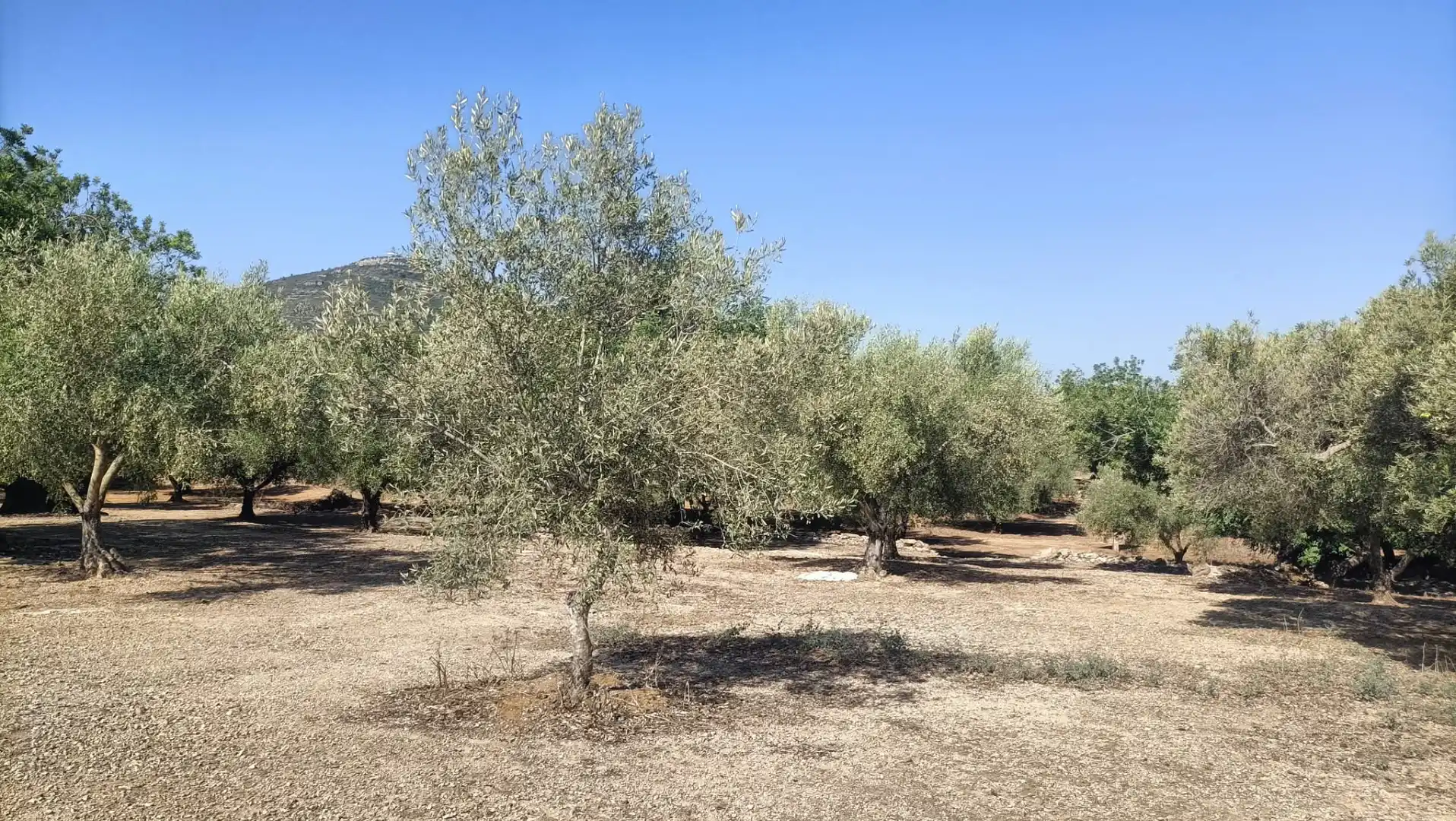 Terrain rustique à vendre à Camí de la Ferrereta 17, imagen 20