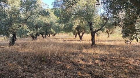Foto 5 de Residencial en venda a Pedanías de Badajoz, Badajoz