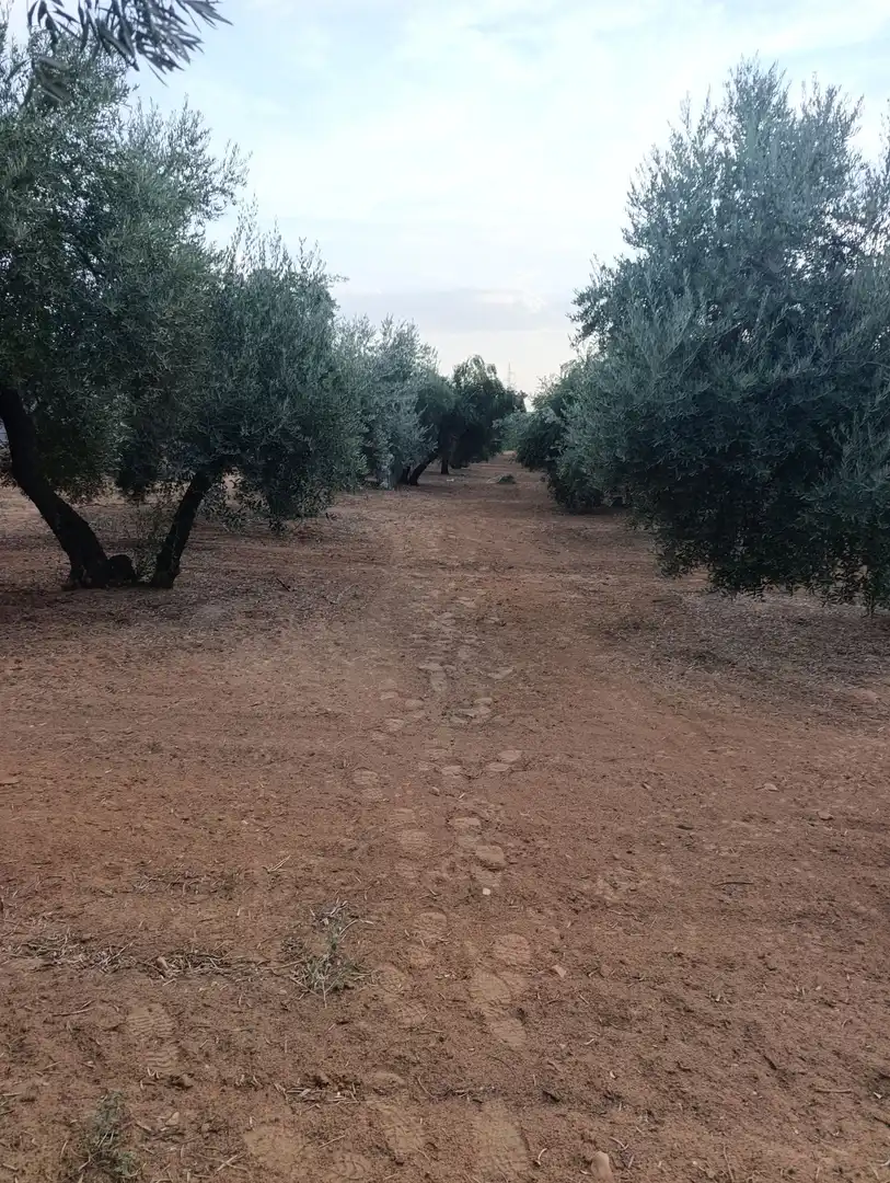 Terreni e lotti in vendita a Bailén, imagen 2