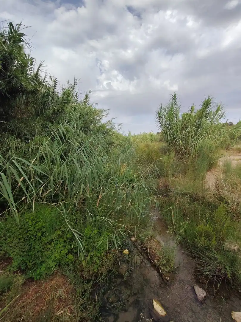 Detached homes for sale in Lorca