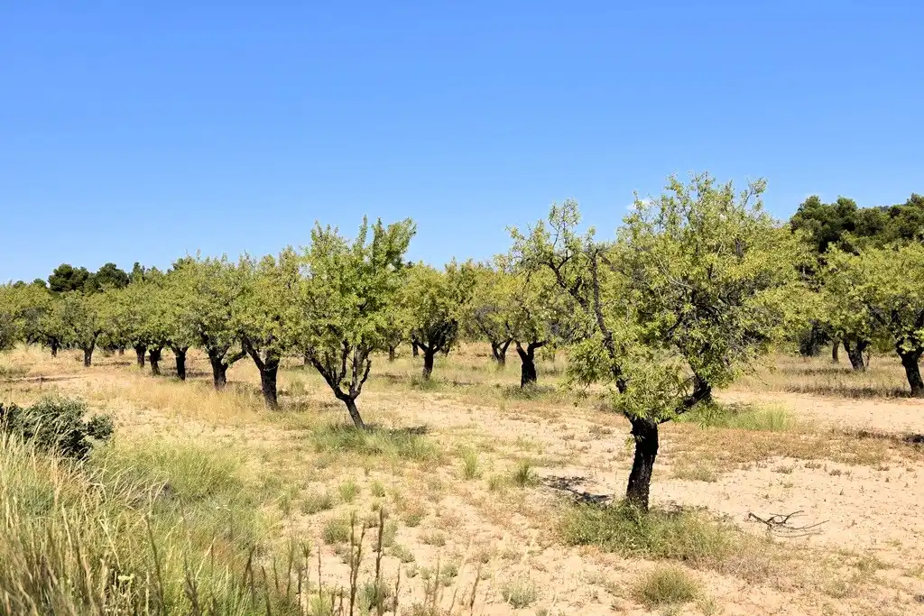 Industrial land for sale in Fuentespalda